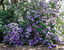 Un jour, une plante: aujourd'hui, découvrez la veuve joyeuse Un jour, une plante: aujourd'hui, découvrez la veuve joyeuse