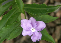 Un jour, une plante: aujourd'hui, découvrez la veuve joyeuse Un jour, une plante: aujourd'hui, découvrez la veuve joyeuse
