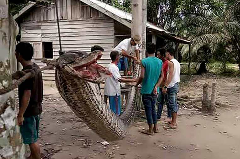 Indonésie: un python attaque un homme, il finit en friture