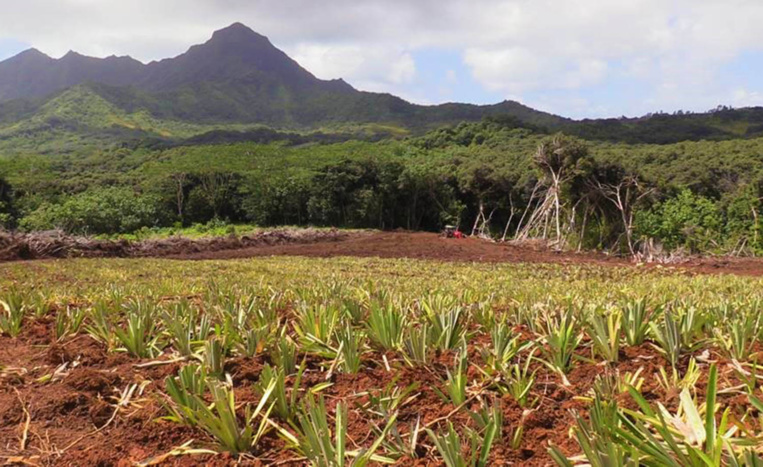 Raiatea : attribution des terres agricoles de Faaroa à Taputapuatea Raiatea : attribution des terres agricoles de Faaroa à Taputapuatea