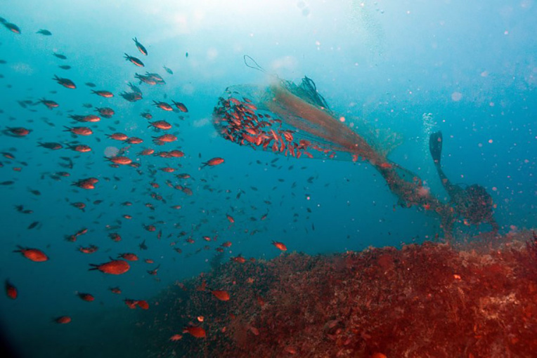 Des nurseries sous l'eau pour "repeupler la mer"