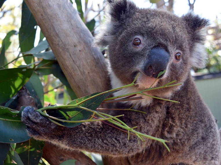 Les élans contrariés d'Irène, jeune femelle koala Les élans contrariés d'Irène, jeune femelle koala