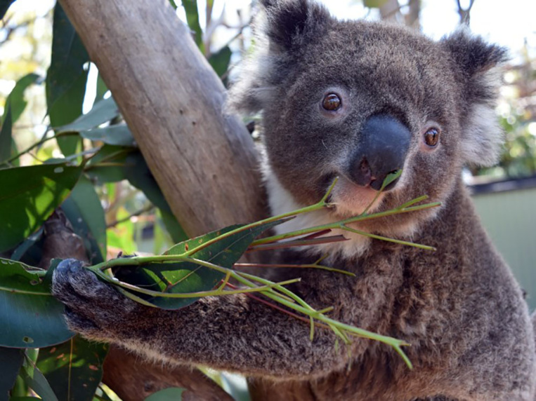 Les élans contrariés d'Irène, jeune femelle koala