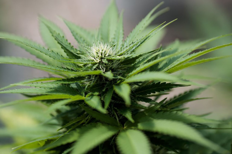 La légalisation du cannabis peut faire augmenter la consommation