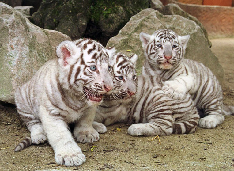 Inde : un gardien tué par deux petits tigres blancs Inde : un gardien tué par deux petits tigres blancs