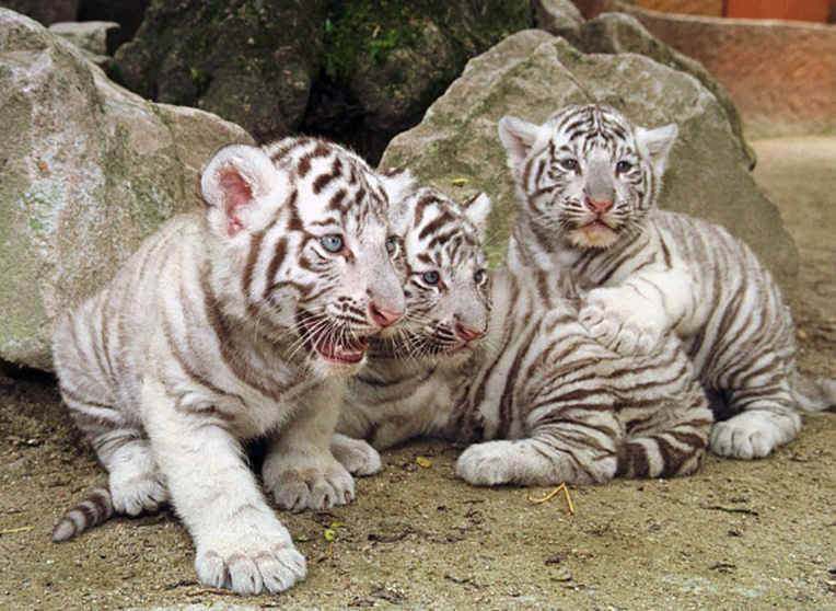 Inde : un gardien tué par deux petits tigres blancs