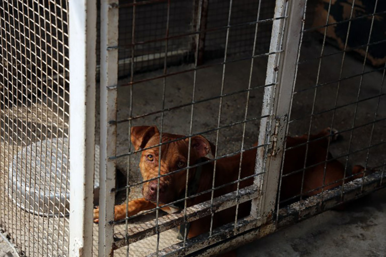 A Bagdad, des animaux des rues sauvés grâce aux réseaux sociaux A Bagdad, des animaux des rues sauvés grâce aux réseaux sociaux