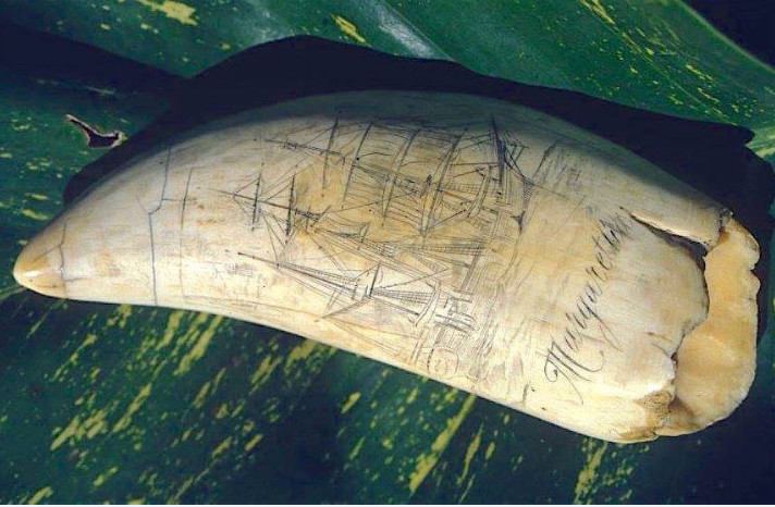 Un trophée de baleinier, daté du milieu du XIXe siècle, une dent de cachalot sur laquelle a été gravé un scrimshaw représentant le Margaretha, un « whaler » de Nantucket.