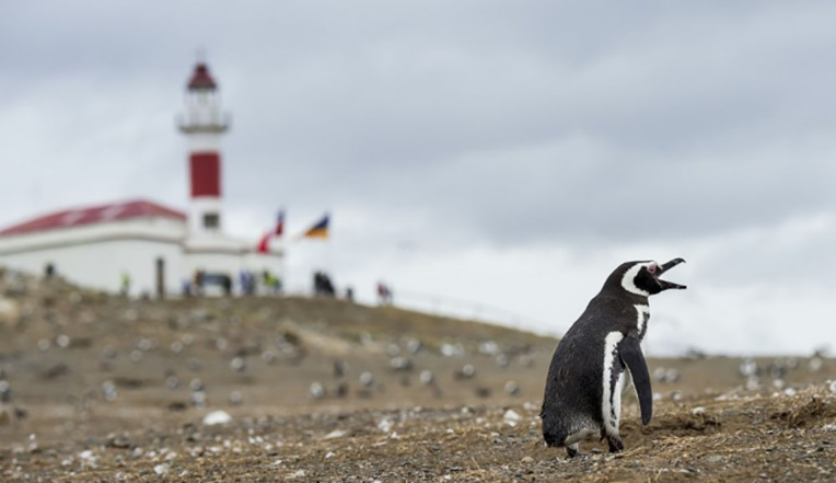 Au Chili, les manchots remportent une bataille contre un projet minier Au Chili, les manchots remportent une bataille contre un projet minier