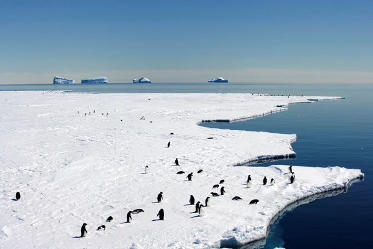 Nouvelles négociations pour un immense sanctuaire marin en Antarctique Nouvelles négociations pour un immense sanctuaire marin en Antarctique