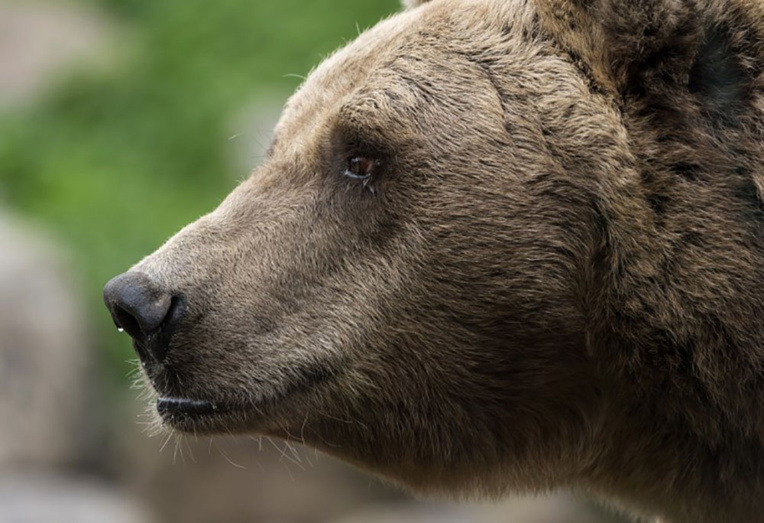 Des ours affamés sèment la terreur dans l'Extrême-Orient russe