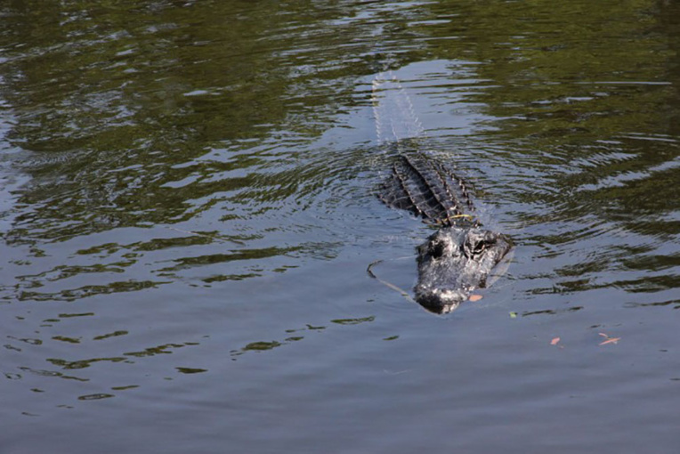 Australie: des restes humains retrouvés dans un crocodile Australie: des restes humains retrouvés dans un crocodile