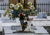 Pacte avec le diable? Quand des chats veillent sur une tombe en Colombie