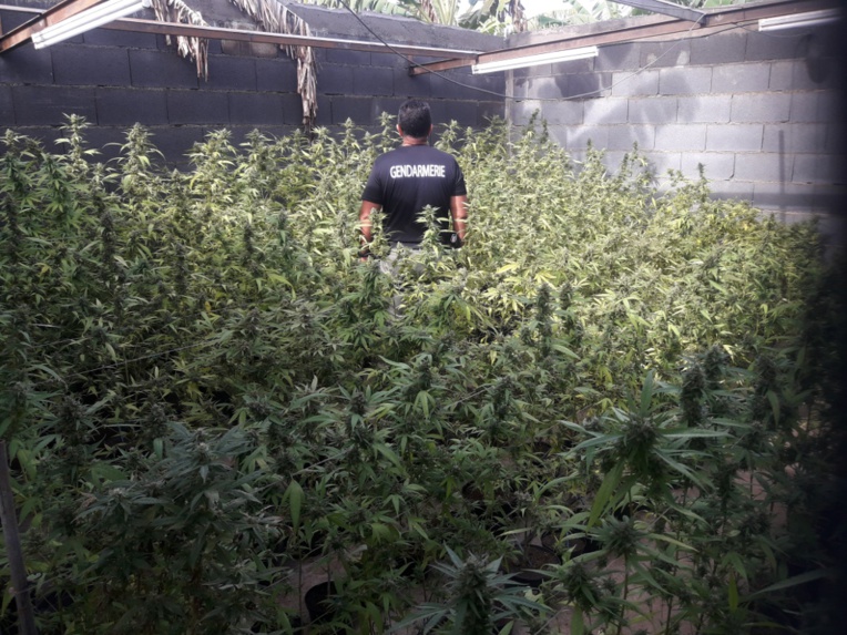 Plus de 4000 plants de cannabis retrouvés par les gendarmes Plus de 4000 plants de cannabis retrouvés par les gendarmes