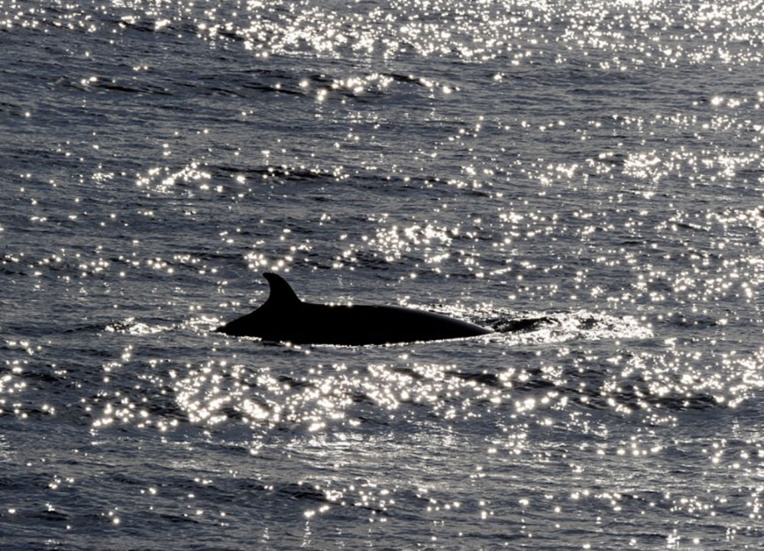 Les baleines, nouvelles stars de l'écotourisme en Islande, loin du harponnage