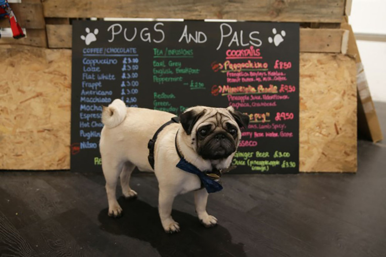 Le carlin, dernier accessoire de mode au Royaume-uni Le carlin, dernier accessoire de mode au Royaume-uni