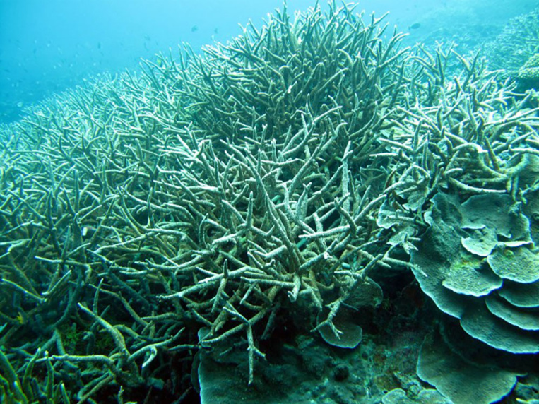 La survie des récifs coralliens, suspendue à la baisse de la pollution