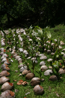 Une vaste opération de régénération de la cocoteraie de Aakapa est en cours, mais les sites archéologiques sont toujours vierges de toute restauration. Une vaste opération de régénération de la cocoteraie de Aakapa est en cours, mais les sites archéologiques sont toujours vierges de toute restauration.