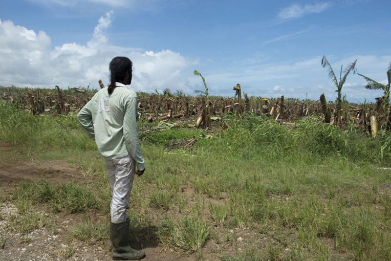 Maria: les agriculteurs guadeloupéens sinistrés obtiennent un délai pour déposer leur dossiers