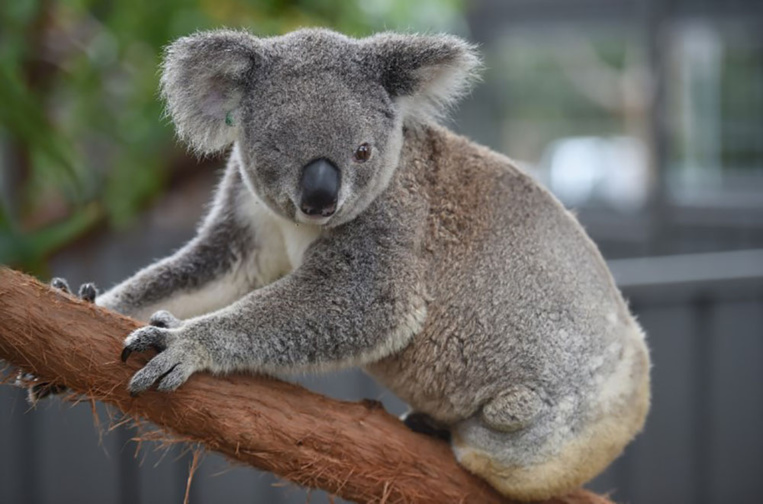 Mutilations d'animaux en Australie: un Koala retrouvé les oreilles coupées