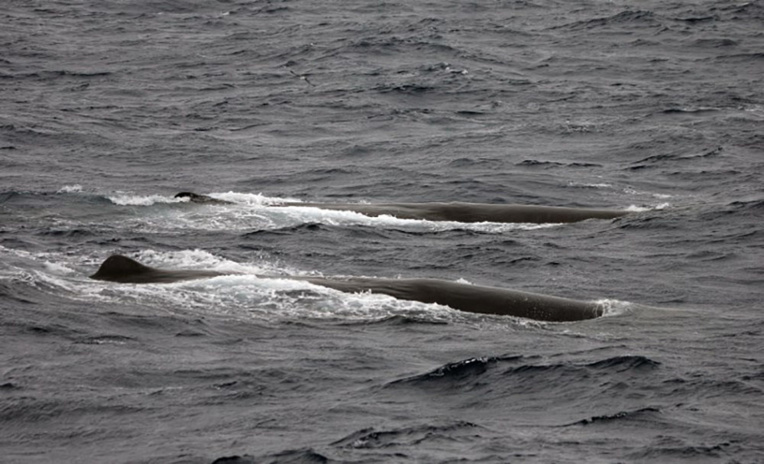 Indonésie: quatre grands cachalots morts échoués sur une plage Indonésie: quatre grands cachalots morts échoués sur une plage