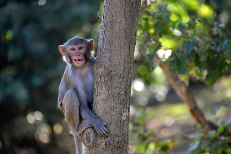 Inquiétudes après la découverte de singes verts en Guadeloupe Inquiétudes après la découverte de singes verts en Guadeloupe