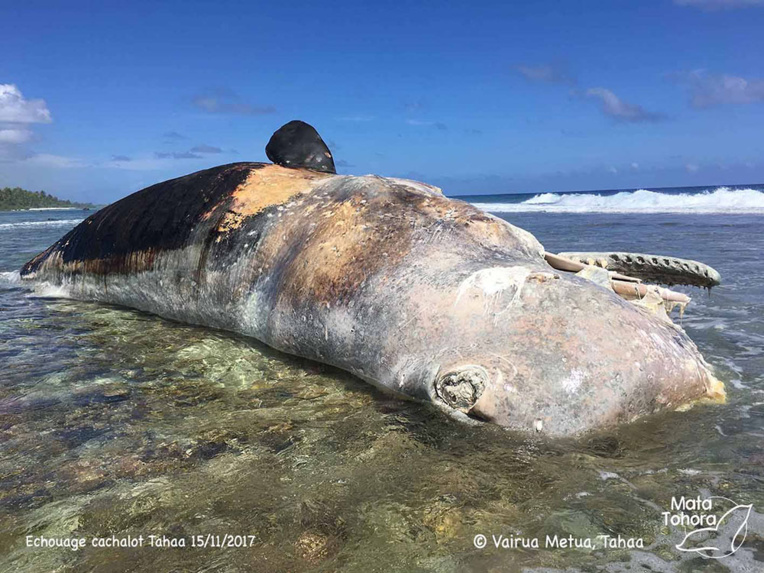 Photo : Facebook Mata Tohora. Photo : Facebook Mata Tohora.