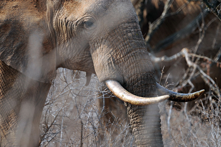 Washington réautorise l'importation de trophées d'éléphants