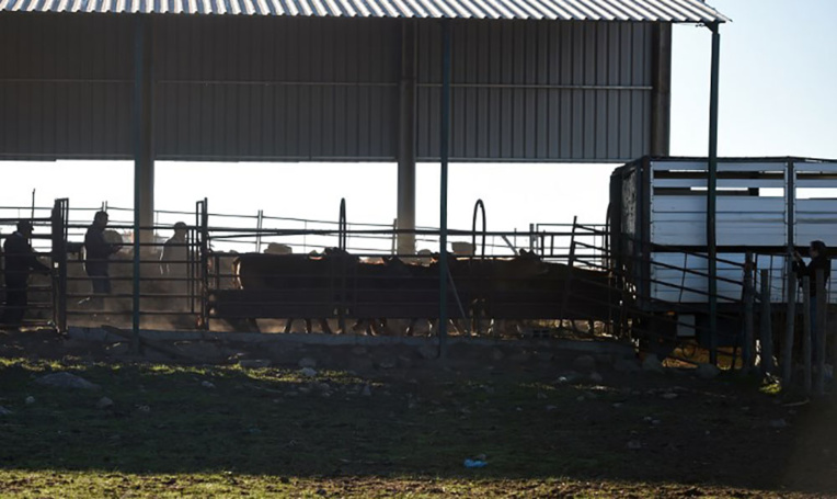 Des éleveurs portugais attendent désespèrement la pluie Des éleveurs portugais attendent désespèrement la pluie