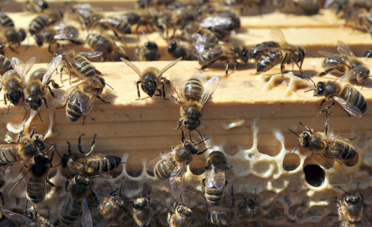 Abeilles: la vente en France des pesticides Closer et Transform suspendue Abeilles: la vente en France des pesticides Closer et Transform suspendue