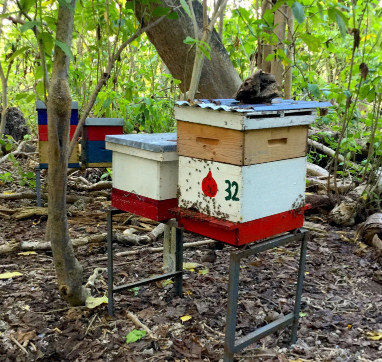 La forêt naturelle aux Tuamotu est une excellente source de nourriture pour les abeilles, et certains apiculteurs l’ont bien compris.