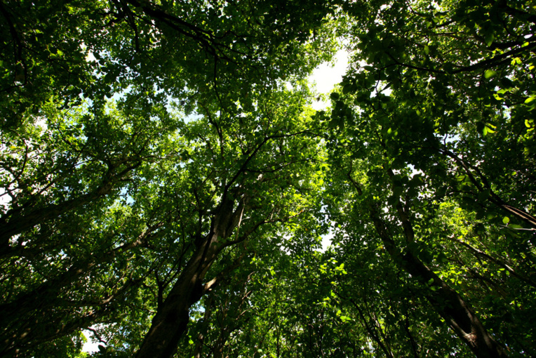 En saison des pluies, la canopée des forêts à Pisonia grandis laisse passer très peu de lumière, gardant au sol une fraîcheur idéale. En saison des pluies, la canopée des forêts à Pisonia grandis laisse passer très peu de lumière, gardant au sol une fraîcheur idéale.