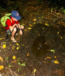 Un jeune visiteur vient de découvrir une bauge à cochons sauvages, où les suidés aiment venir se vautrer pour se rafraîchir. Un jeune visiteur vient de découvrir une bauge à cochons sauvages, où les suidés aiment venir se vautrer pour se rafraîchir.