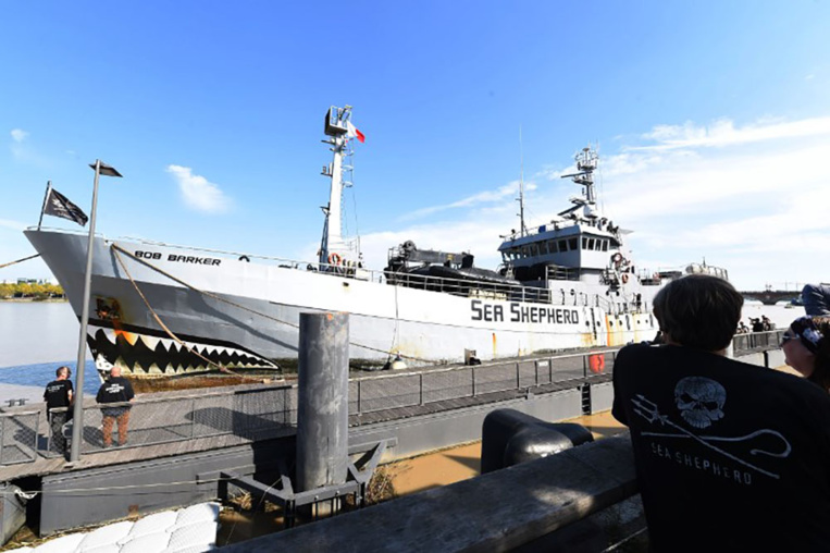 Australie: publication d'une vidéo crue de la chasse japonaise à la baleine Australie: publication d'une vidéo crue de la chasse japonaise à la baleine