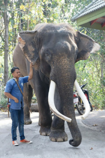 Thaïlande: un éléphant ex-acteur tue son propriétaire Thaïlande: un éléphant ex-acteur tue son propriétaire