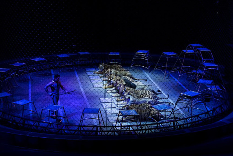 Les animaux sauvages dans les cirques de plus en plus contestés Les animaux sauvages dans les cirques de plus en plus contestés