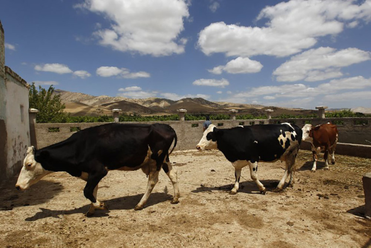 Résistance aux antibiotiques: un lien avec l'usage ancien de pénicilline dans les élevages Résistance aux antibiotiques: un lien avec l'usage ancien de pénicilline dans les élevages