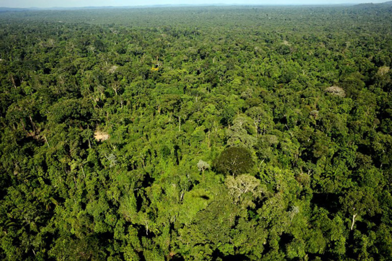 Brésil: 60 millions d'hectares de forêts tropicales préservés Brésil: 60 millions d'hectares de forêts tropicales préservés