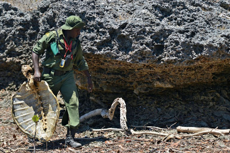 Sur la côte kenyane, le triste sort de tortues assaillies par le plastique