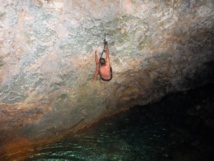 La roche de Makatea est d’une qualité exceptionnelle selon les spécialistes.