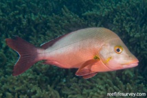 Ciguatéra : de forts risques d'intoxications à Hatiheu et Anaho Ciguatéra : de forts risques d'intoxications à Hatiheu et Anaho