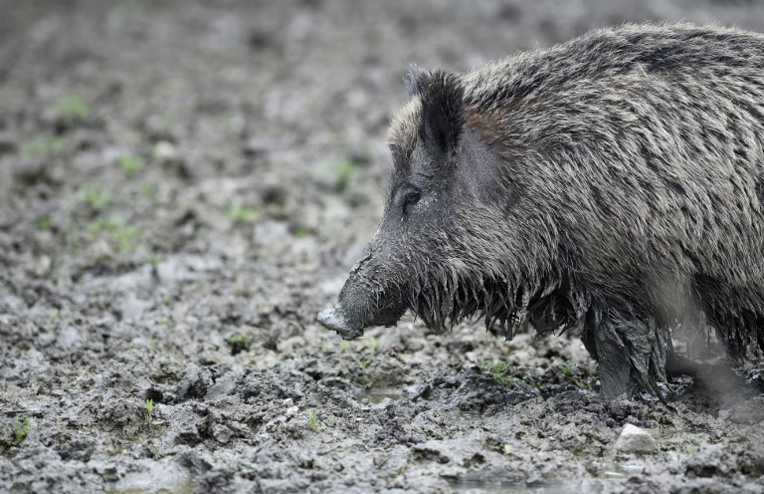 Panique dans un lycée japonais: des sangliers débarquent