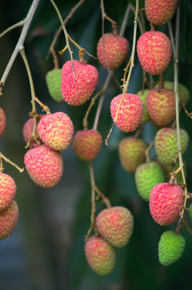 Le fruit emblématique de Tubuai est sans conteste possible le letchi qui est à maturité à Noël.