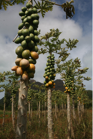 Un champ de papayes généreux en fruits goûteux.