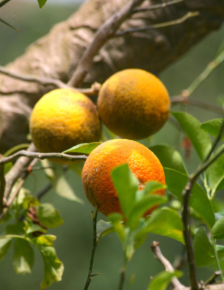 Des oranges ? Des bigarades ? Vous n’y êtes pas, ce sont des citrons, une variété très colorée et délicieuse.