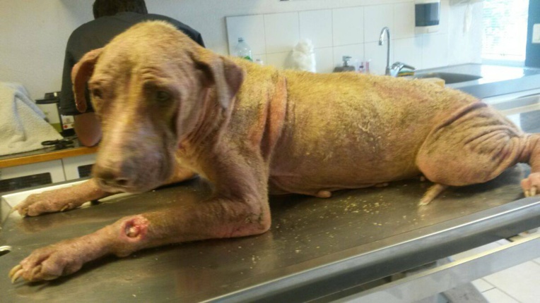 dr association Eimeo Animara