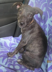 dr association protection animale