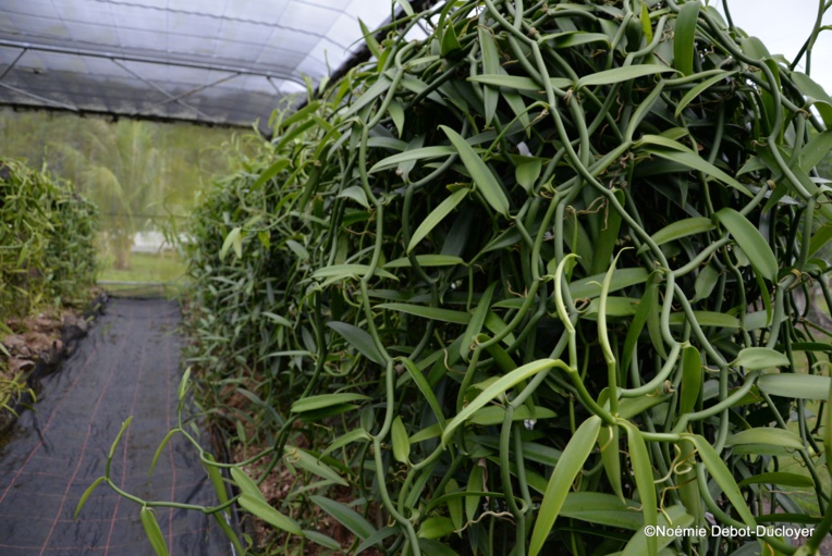 L'Epic Vanille de Tahiti souhaite multiplier par trois la production de vanille d'ici quatre ans.