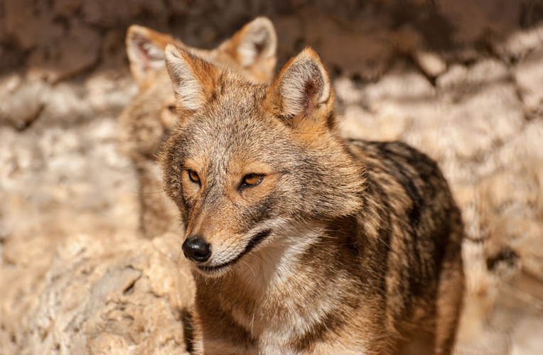 Le chacal doré, un nouveau prédateur en France ?
