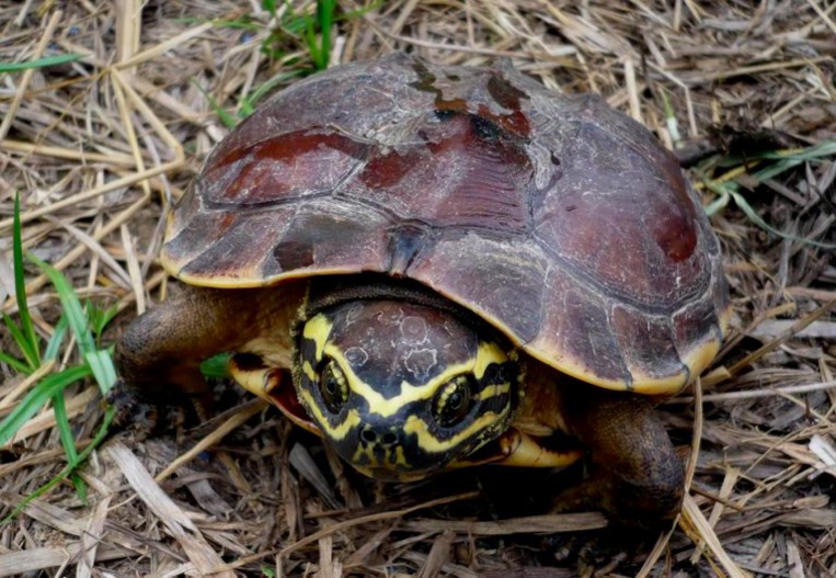 Crocodile lézard et tortue mangeuse d'escargot, nouvelles espèces en Asie Crocodile lézard et tortue mangeuse d'escargot, nouvelles espèces en Asie